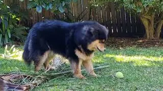 Chillin' with Triton ASMR (Finnish Lapphund Puppy) 7 Months Old Update