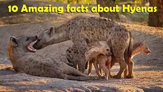 10 Amazing facts about Hyenas 🌱
