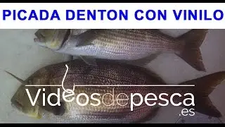 VIDEOS DE PESCA: Pesca de Dentón con 2 Señuelos de Vinilo a Currican de fondo 2018