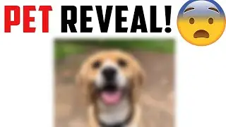 My PET Reveal! (deleting soon)
