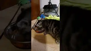 Милый котёнок кушает 😻