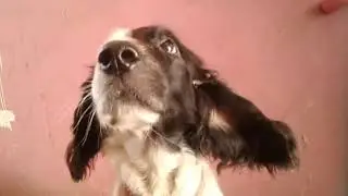 Мото бол