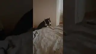 Амстафф 7 месяцев | доброе утро собака | самый добрый пёс | Amstaff 7 months
