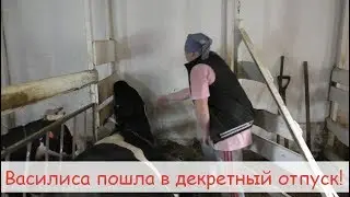 Starting the cow/Udder preservation/Start of the dry period