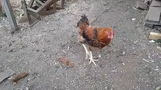 Слепой петух