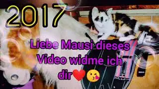 Meine Wunderkatze Mausi❤️🥺❤️❤️😘 (I Love You)