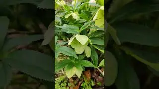 Southern US in the Spring