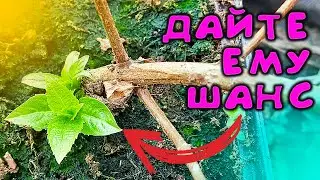 DO NOT THROW AWAY YOUR HYDRENSA SEEDLING UNTIL YOU HAVE WATCHED THIS VIDEO