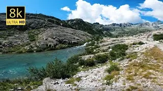 8k forest video 8K ULTRA HD / 8K TV