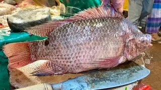 Master Big Tilapia Fish Cutting Skills Live Video | Expert Tips & Tricks