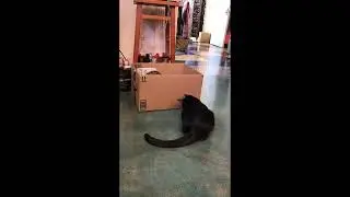 Beau shares his box   for a sec