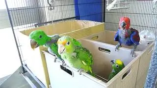 鸚鵡幼鳥-針筒餵食。(非軟管)
