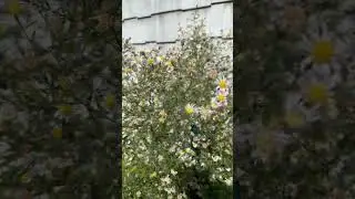 How many bees do you see? 🐝🐝 