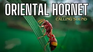 Oriental Hornet Calling Sound