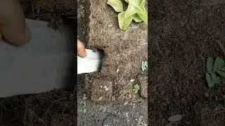 cutting 