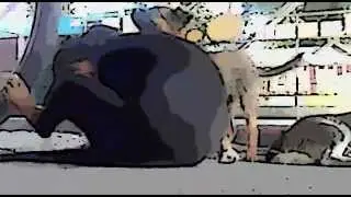 Собачья радость