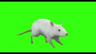 RAT WHITE #22 || GREEN SCREEN || 4k || ANIMATION  || FREE 3D