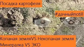 Май 2023. Посадка картофеля по СТЕРНЕ и в  КОПАНУЮ ЗЕМЛЮ! Навоз Плюс II или Минералка??