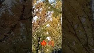 Japan Autumn 2023 #shorts #autumn #beautiful