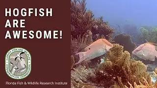 Hogfish are Awesome!