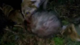 Охота на барсука в Монголий