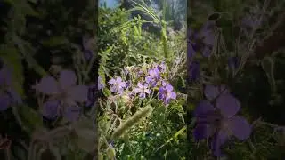 Я когда-то была молодая...