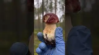 В ожидании… как же я по ним скучаю!