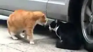 Разговор котов,прикол