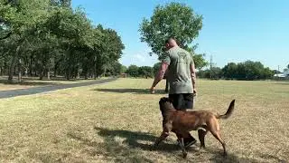 K9 Aybo doing off leash obedience