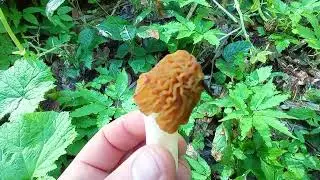 ЗМОРШКИ СМОРЧКИ гриби