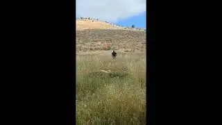 Armed israeli settler kicks Palestinian Flag