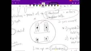 Mitosis example separating sisters at centromere