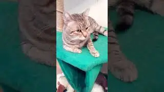 Марсик