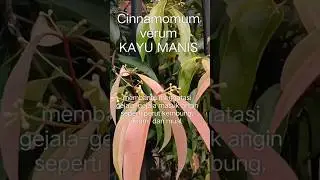 Did You Know: Cinnamomum verum - Kayu Manis #shorts #herbal #plants #herbalife #medicine #health