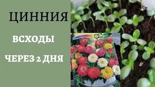 Flowers on the balcony - sowing zinnia seeds. Planting and results after 10 days. Part 1.