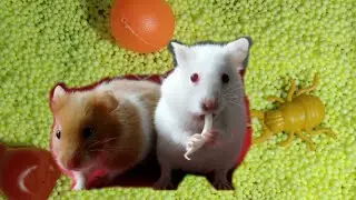 Hamster Berdua Menikmati taoge