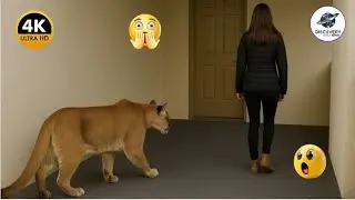 Incredible Wild Animals Invade Cities and Attack Humans – Best of the Month!