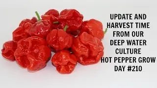 Homemade Hydroponics System | Deep Water Culture | Super Hot Pepper Grow #8 | Hot Peppers | LED Grow