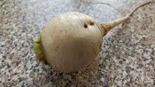Turnip White Night variety description and review