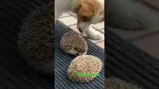 #собака #смешнойёж #ёж #еж #смешно еж и собака