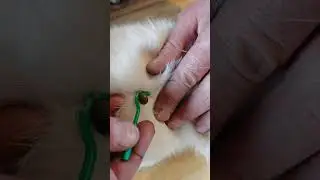 A mutant tick has bitten a cat. 