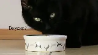 Капризные питомцы с Антоном С
