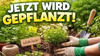 Gartenvideo 02/2026 - Taraxacum officinale & Veronica officinalis