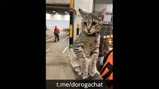 Кот-дальнобойщик вернулся домой к хозяевам. ❤