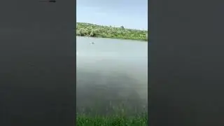 прикормочный кораблик Дилан.  видео отзыв.