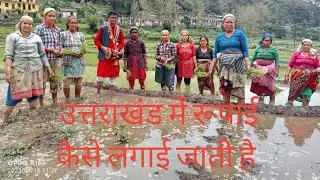 उत्तराखंड।।में रोपाई सुपरहिट।। वीडियो=2023 खेतार। भंडारी गांव दुनाकोट।।