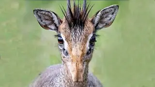 What's Up with the Dik Dik