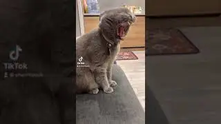Как тигр делает?
