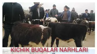 BOQMA BUQALAR QIZIRIQ MOL BOZORI 2022 КИЧИК БУКАЛАР КИЗИРИК МОЛ БОЗОРИ 2022 