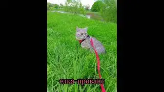 елка-прованс (speed up)